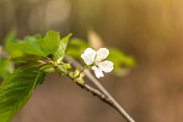 Spring flowers in the forest.