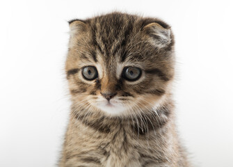 Fototapeta premium kittens close up. beautiful portrait of British breed kittens