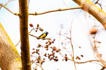 Great Tit (Parus major) on a twig. Tit with caterpillar in the beak feeding the chicks, youngsters in a Paulownia tomentosa Tree in May. 