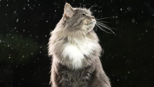 maine coon cat sitting outdoors in rain or sleet shaking head at night