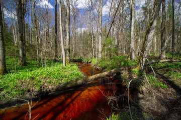 Small orange river in the spring forest