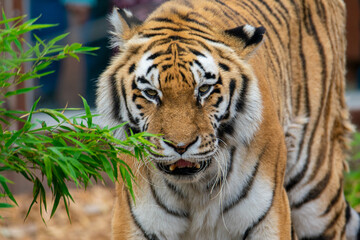 Tiger Eyeing Up His Food