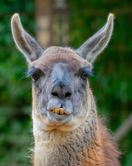 Smiling Llama