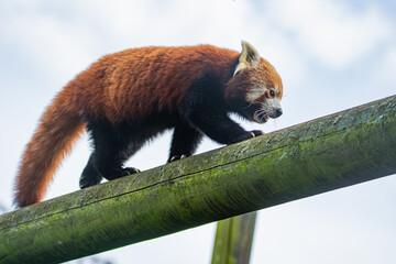 Red Panda Having A Stroll