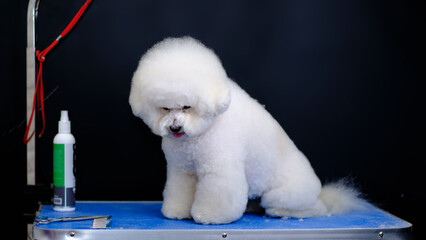 Affectionate dog bichon frise on the grooming table looks down