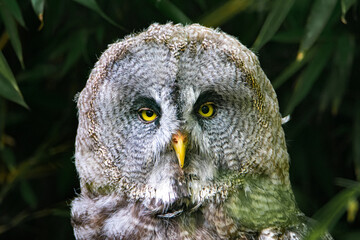 Great Grey Owl