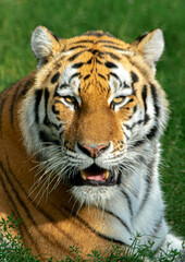 Amur Tiger