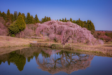 Cherry Blossom Reflection