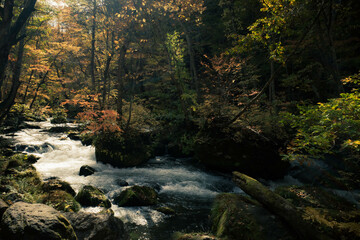 Autumn Leaves and Streams
