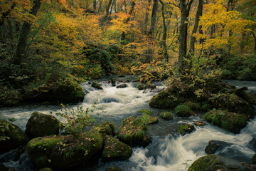 Autumn Leaves and Streams