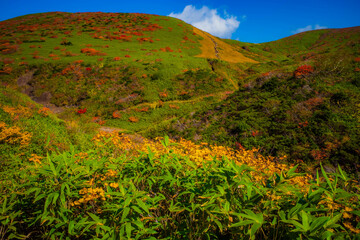 Autumn Leaves and Mountains