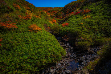 Autumn Leaves and Mountains