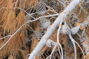 Small pine cone on the ground. 