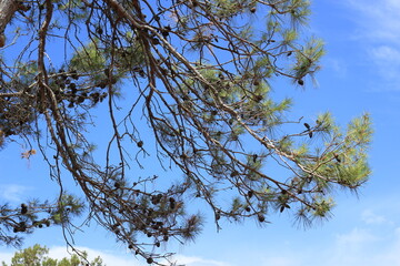 Tree of pine with branches.