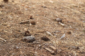 Small pine cone on the ground. 