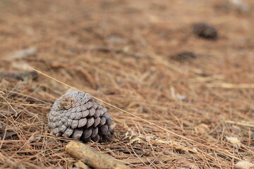 Small pine cone on the ground. 