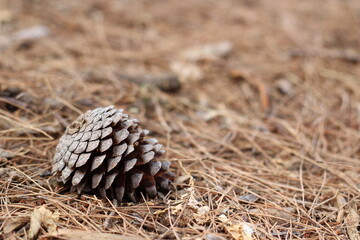 Small pine cone on the ground. 