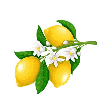 Blossoming branch of lemon with fruits. Lemon plant flowers with leaves. Citrus fruits vector illustration.
