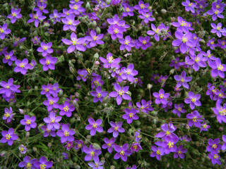 Flores violetas