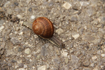 Small snail on asphalt. Lucky to be alive, because of traffic.