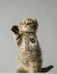 portrait of a kitten on a gray background