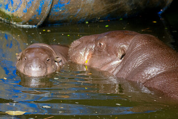 Pygmy Hippo Mother And Her Baby