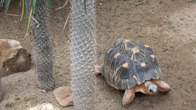 Madakascar tortoise (Pyxis arachnoides).Tortoise is walking on the ground