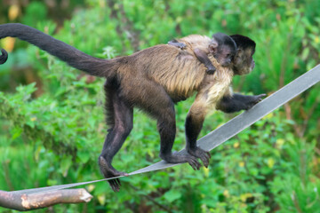 Capuchin Mother Carrying Her Baby