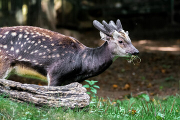 Visayan Spotted Deer