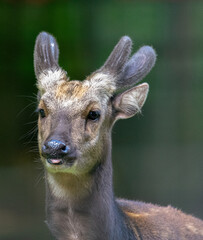 Visayan Spotted Deer