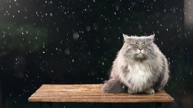maine coon cat sitting on wooden table outdoors in rain or sleet observing the area at night