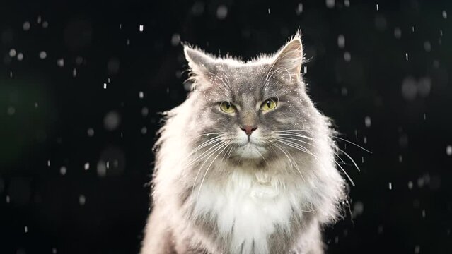 maine coon cat sitting outdoors in rain or sleet shaking head and paws at night