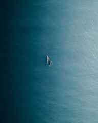 Top view of two dolphins swimming in the open blue sea © Brandon Sulzener/Wirestock Creators