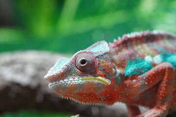 Closeup shot of a colorful Chameleon with blurred background