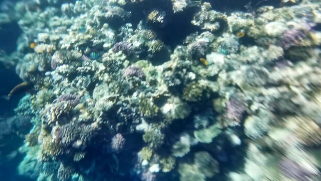 Underwater sea fish. Tropical fish reef marine. Colourful underwater seascape. Reef coral scene. Coral garden seascape. Colourful tropical coral reefs.