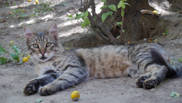 Feral wild cwt sitting under a tree in Ukraine