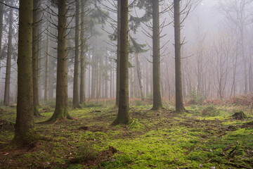 Beautiful view of dense trees in the forest