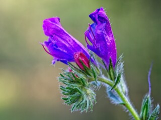 Beautiful wild flowers in Springtime