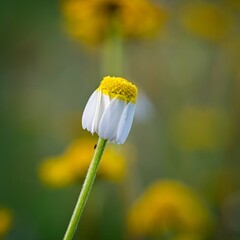 Beautiful wild flowers in Springtime