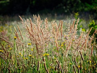 Beautiful wild flowers in Springtime