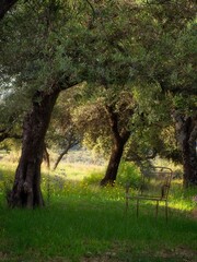 Lonely chair under olive tree in springtime