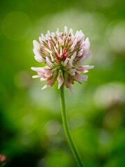 Beautiful wild flowers in Springtime