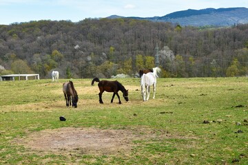 Herd of brown and white horses on a pasture