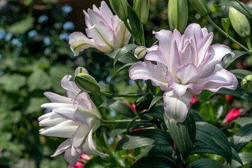 Roselily 'Ramona', a double-flowered scented lily in white with pale pink edges