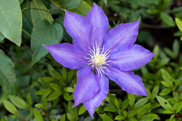 Clematis 'H.F. Young' a large flowered clematis with purple flowers