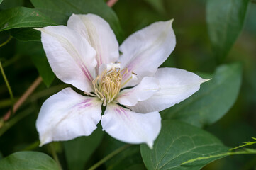 Clematis Andromeda, a large flowered clematis vine with white flowers and pink central stripes on each petal