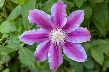 Large flowered Clematis 'Dr. Ruppel', a mauve colored flower with a deep pink strip on each petal