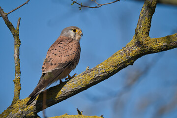 bird, falco, natur, adler, tier, wild lebende tiere, greifvogel, falco