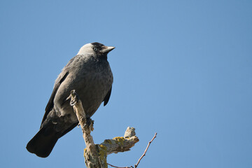 bird, natur, wild lebende tiere, tier, finch, spatz, schnabel,
