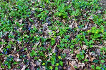 Spring flowers creeping navelwort (Omphalodes verna) and Hacquetia epipactis covering the forest ground